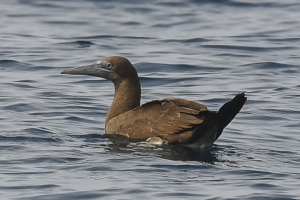 Brown Booby - ML609405590