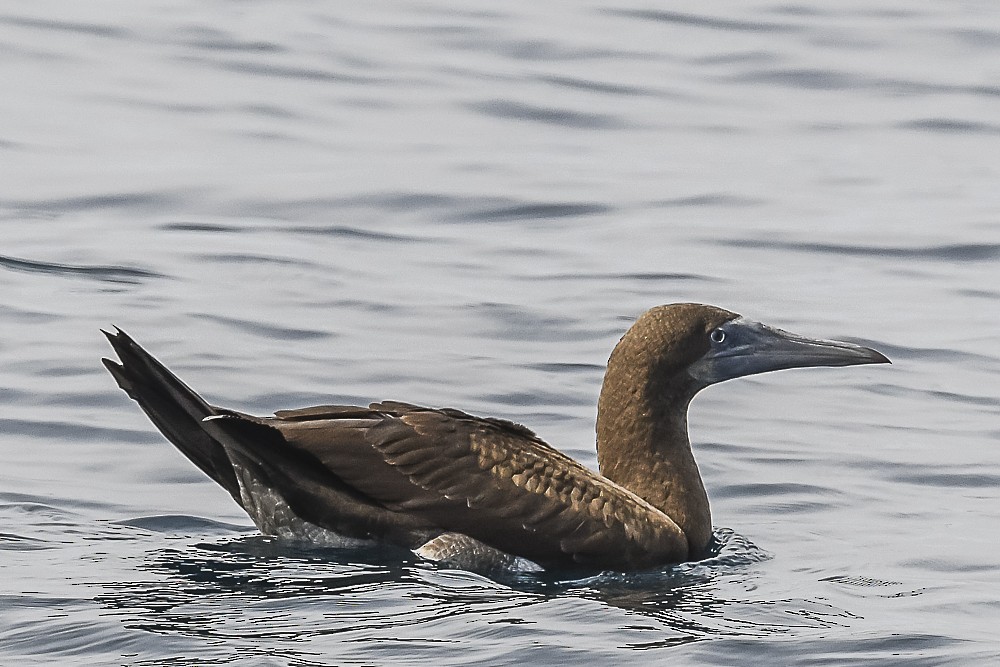 Brown Booby - ML609405591