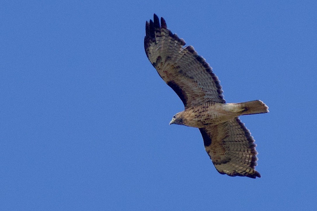 Red-tailed Hawk - ML609406366