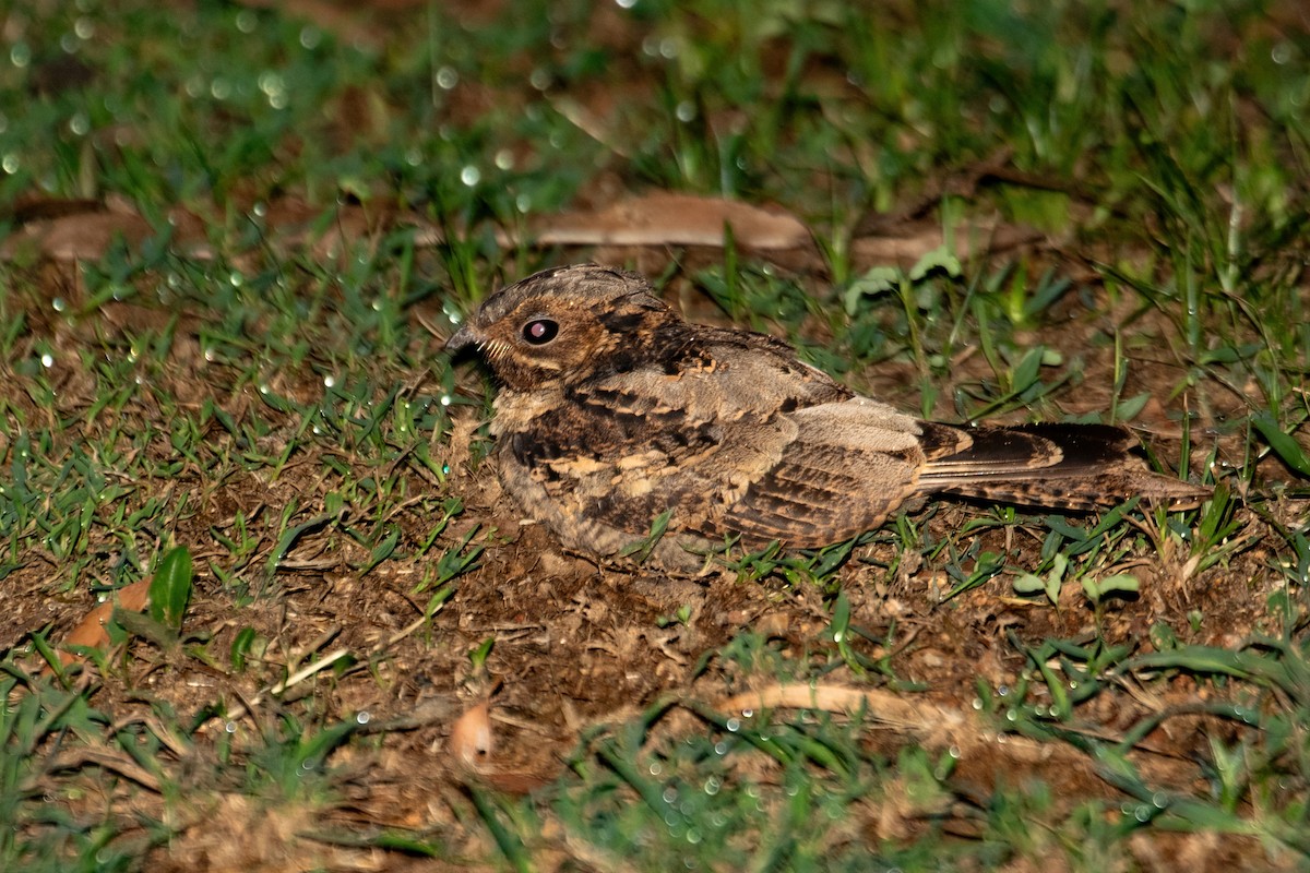 Large-tailed Nightjar - Kye Turnbull