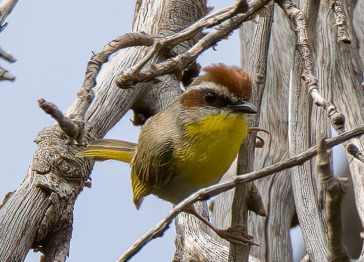 Rufous-capped Warbler - ML609406730
