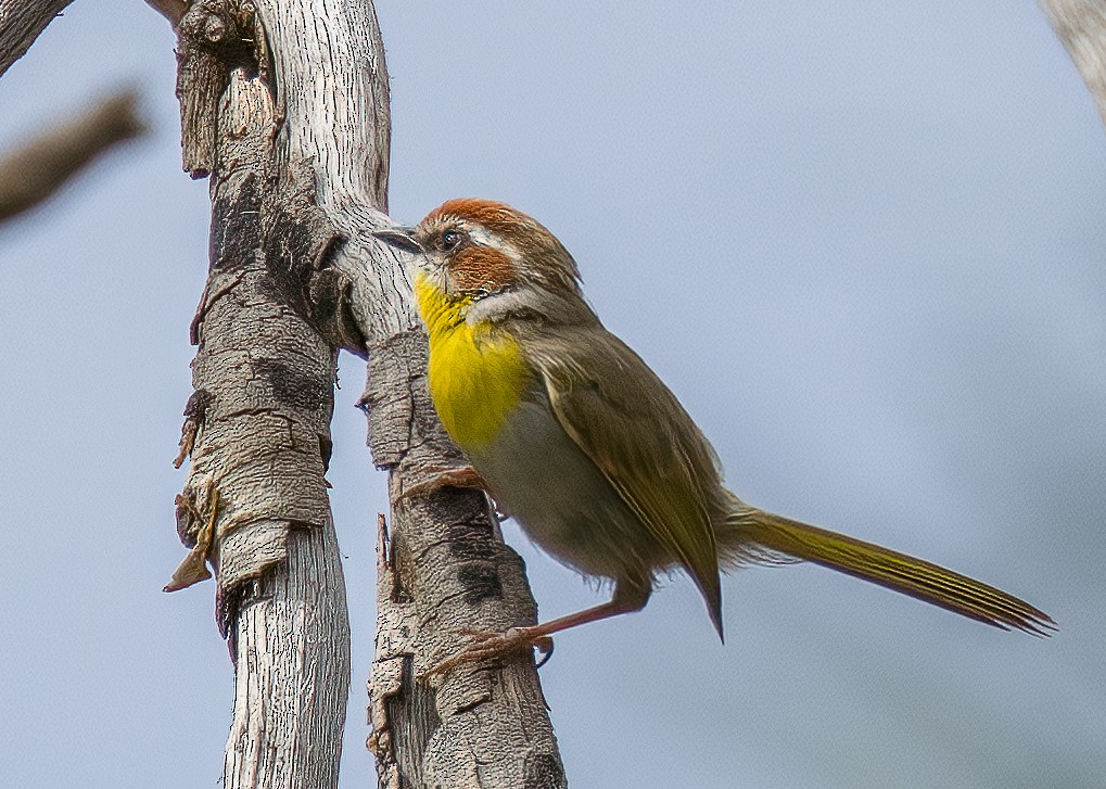 Rufous-capped Warbler - ML609406731