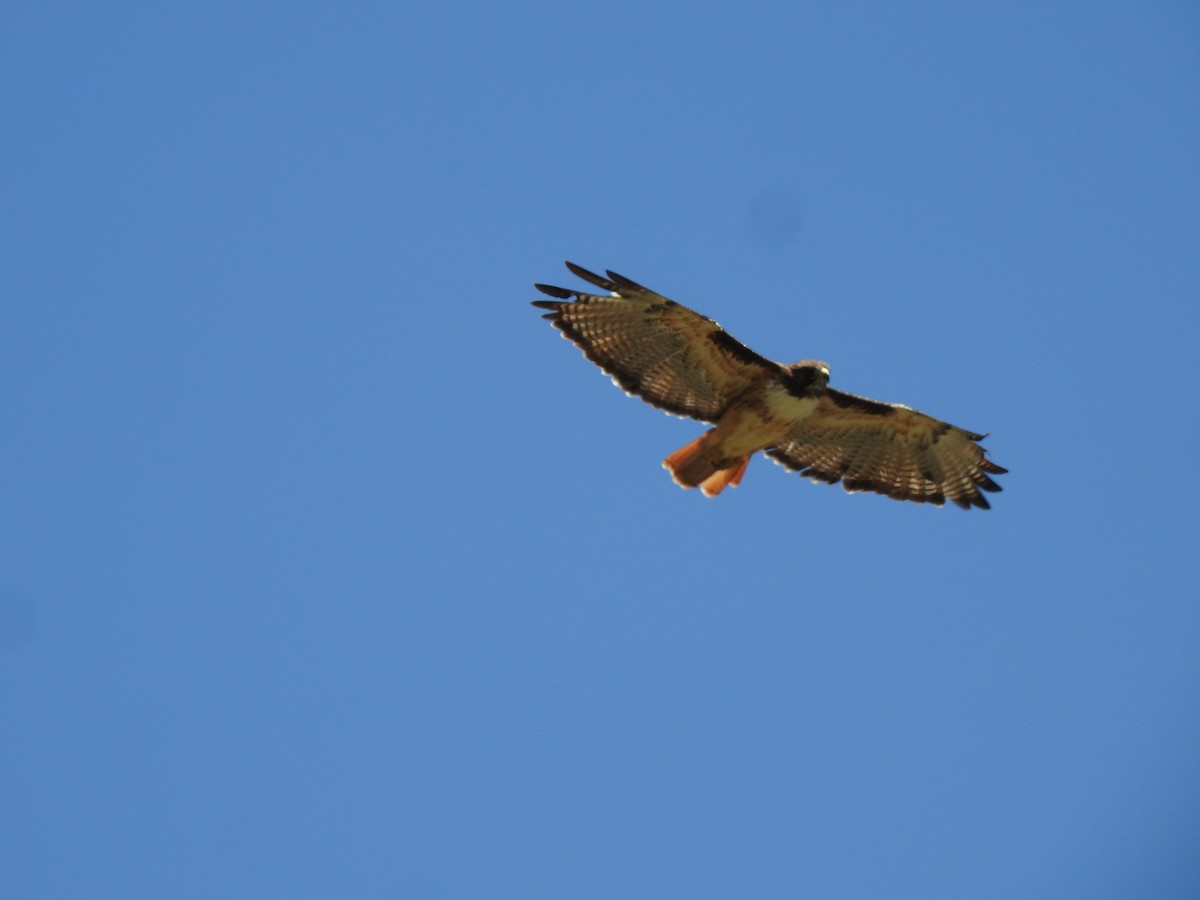 Red-tailed Hawk - ML609406952