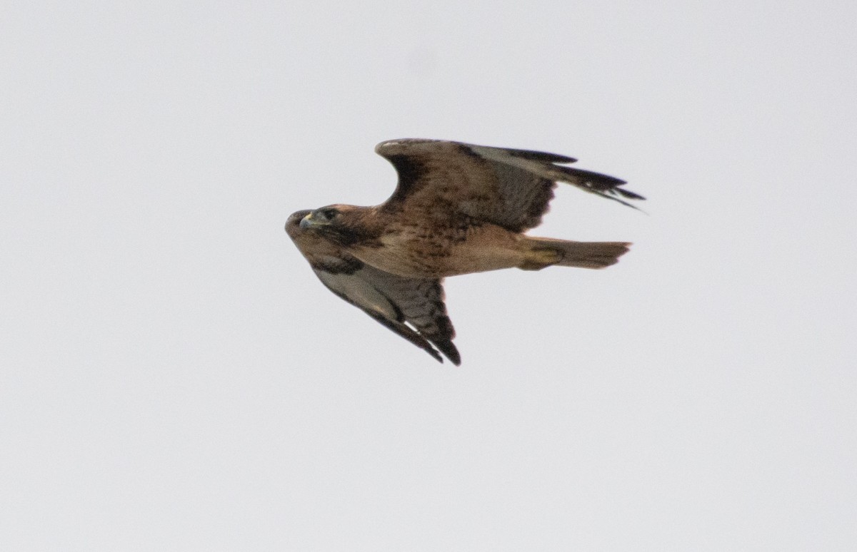 Red-tailed Hawk - ML609407056