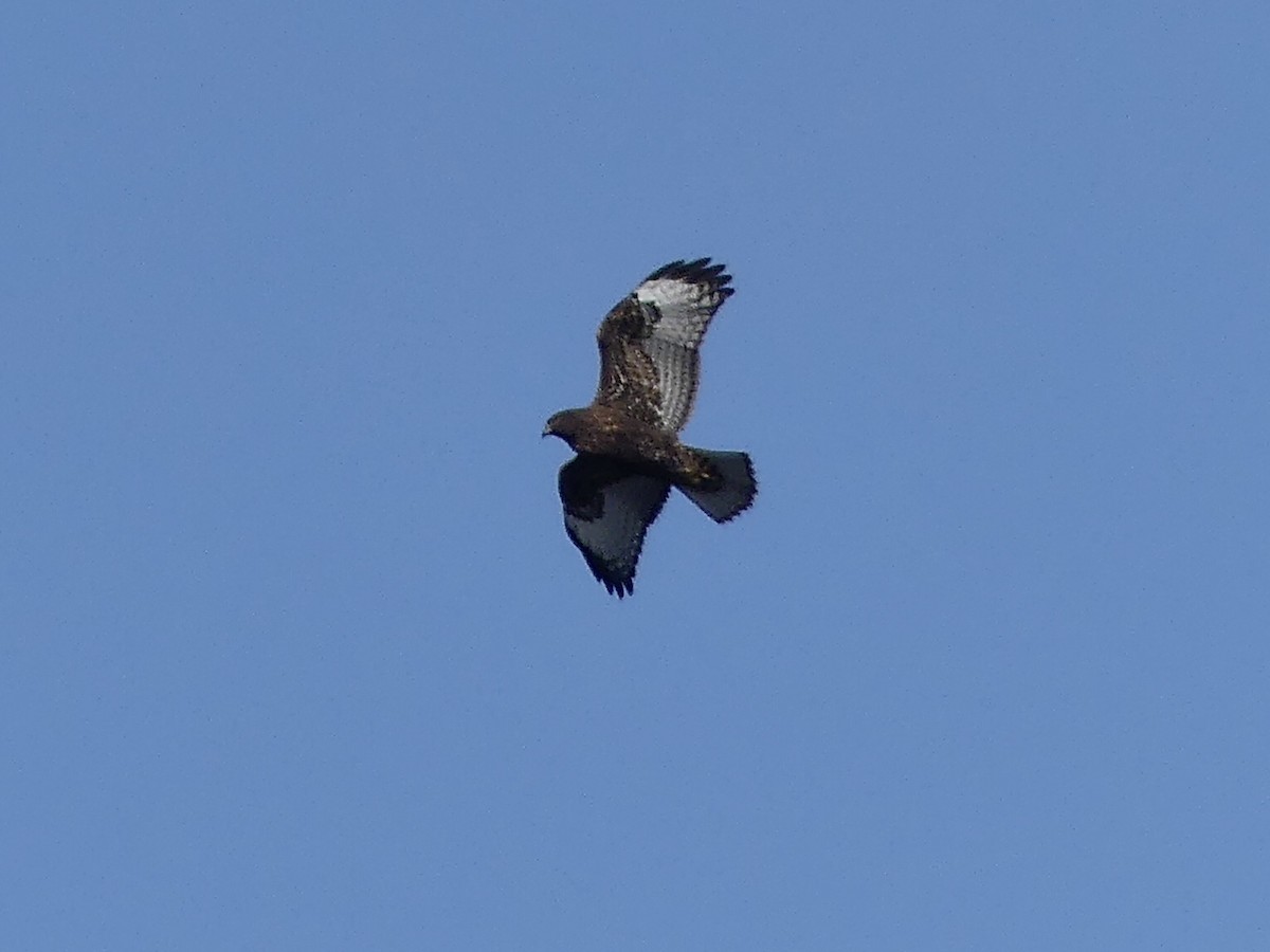 Red-tailed Hawk - ML609407177