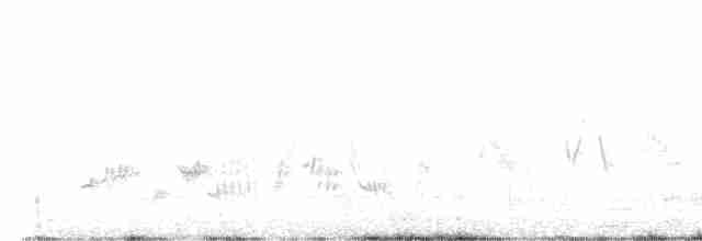 Кам’янка чорноспинна (підвид halophila) - ML609407288