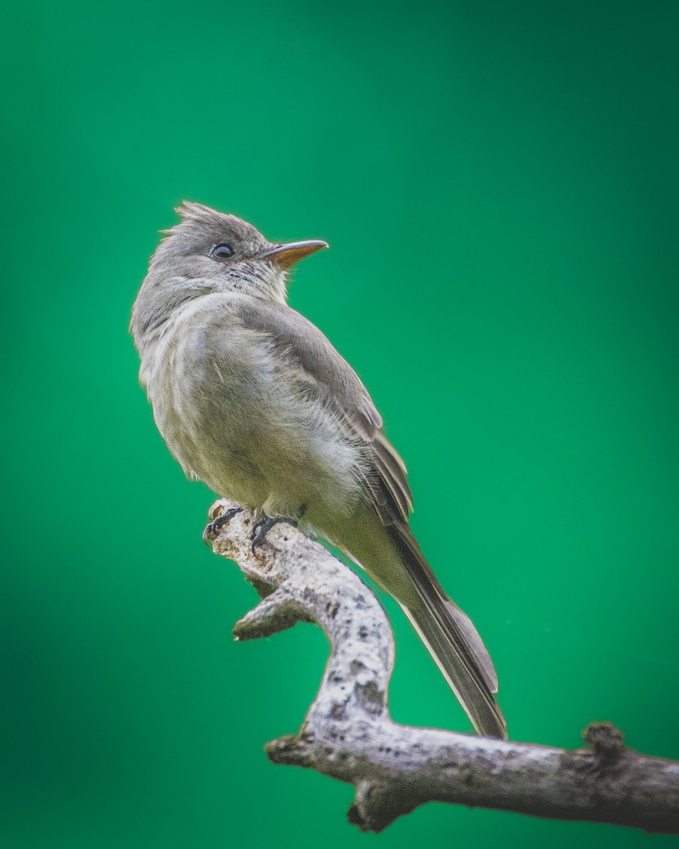 Greater Pewee - ML609407324