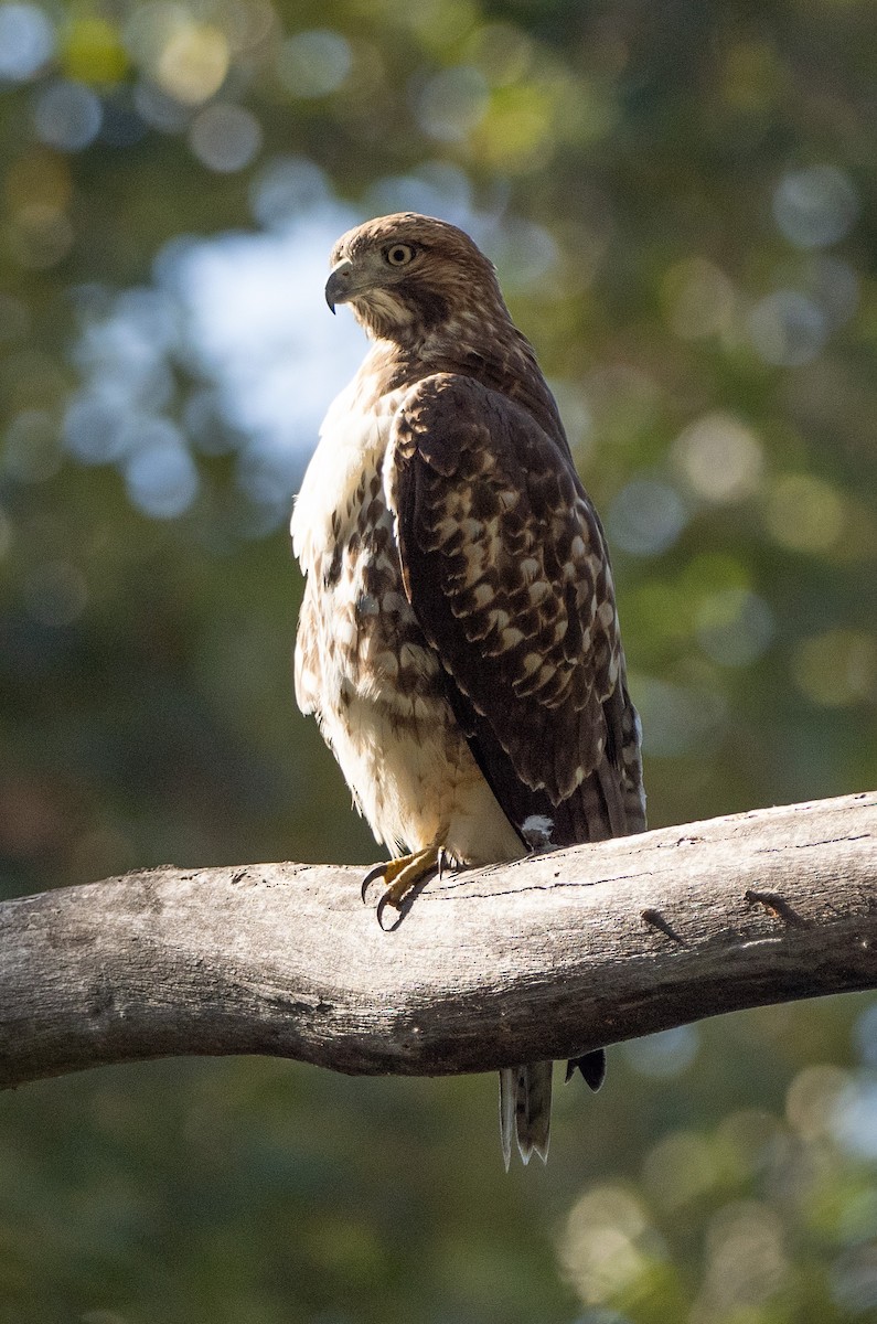 Red-tailed Hawk - ML609407369
