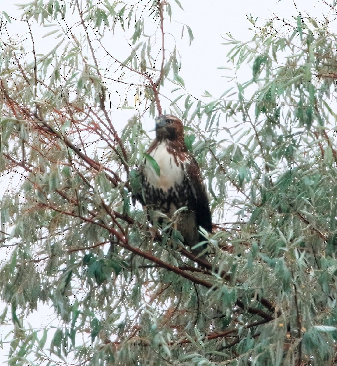 Red-tailed Hawk - ML609407388