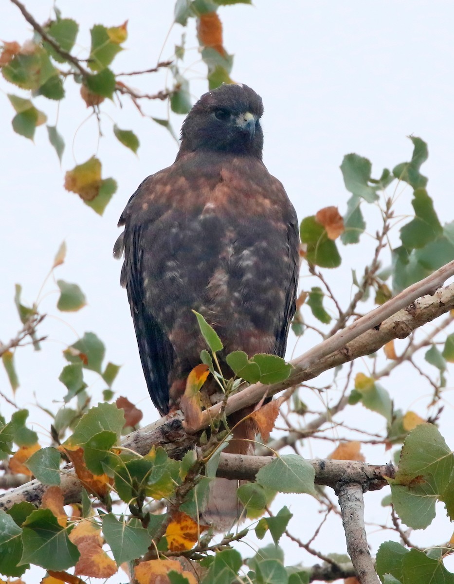 Red-tailed Hawk - ML609407482