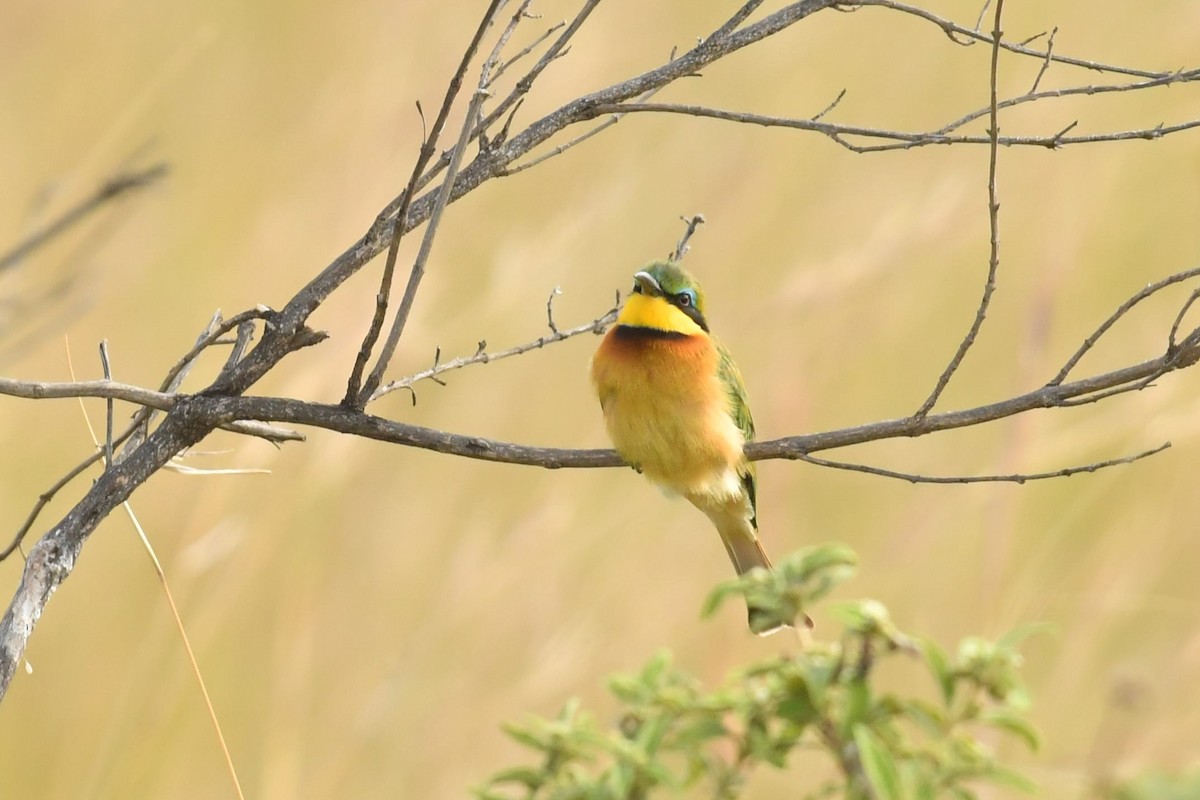 Little Bee-eater - Qin Huang