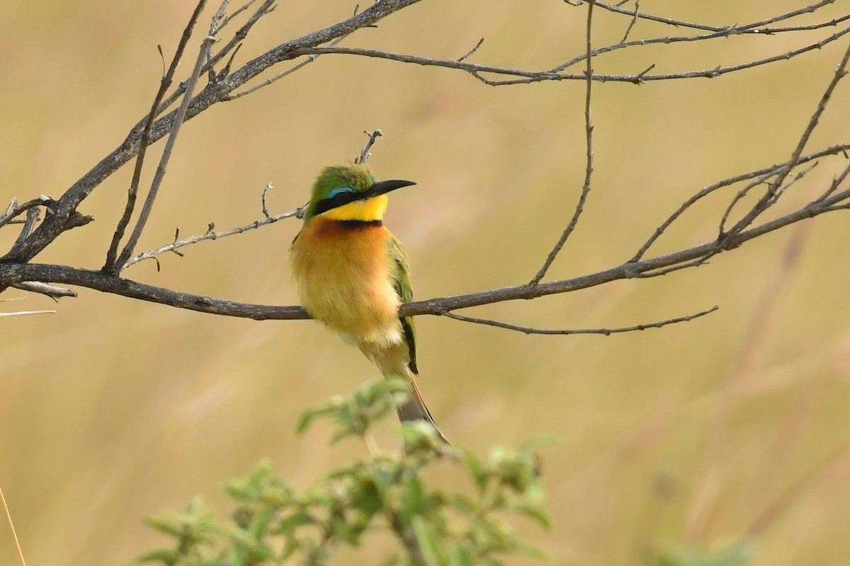 Little Bee-eater - ML609407538