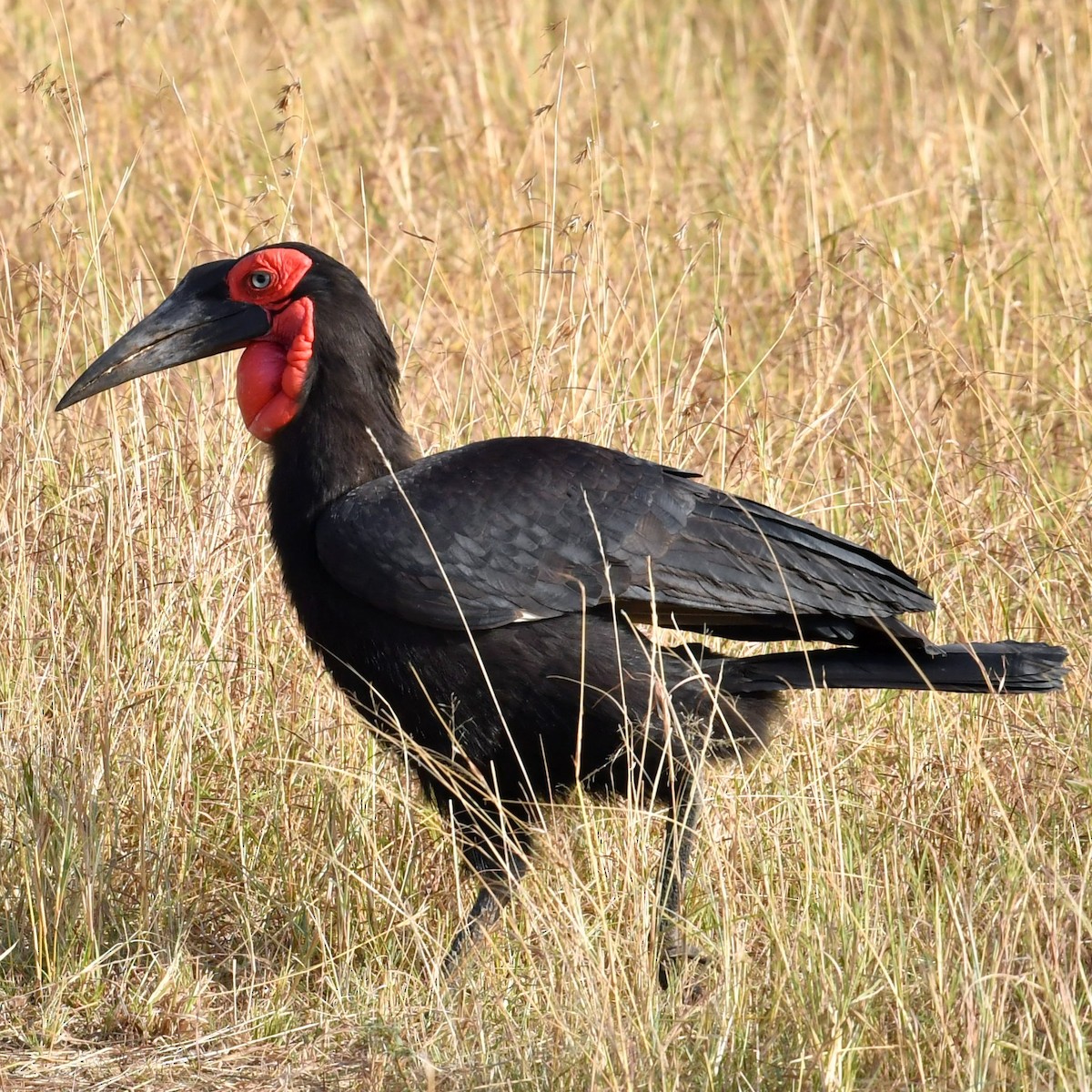 Southern Ground-Hornbill - Qin Huang