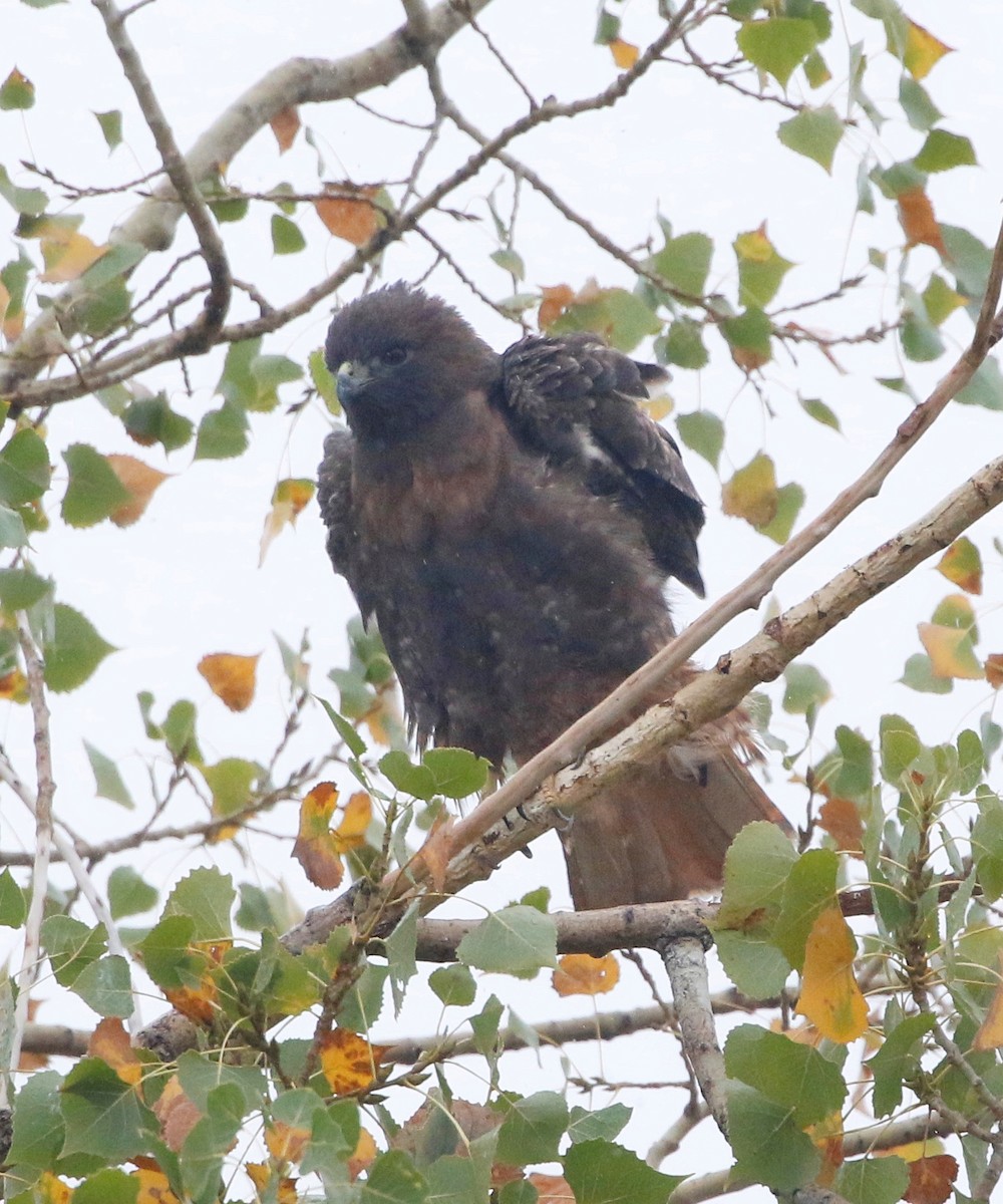 Red-tailed Hawk - ML609407578