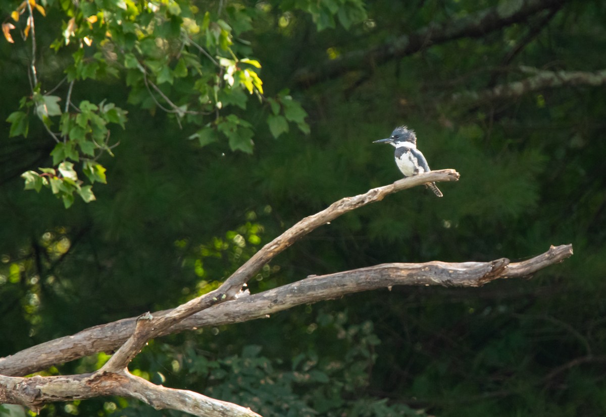Belted Kingfisher - ML609407609