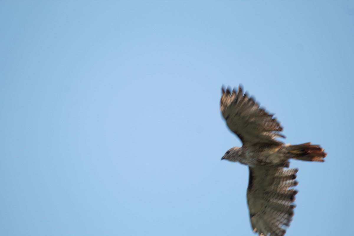 Red-tailed Hawk - ML609407648