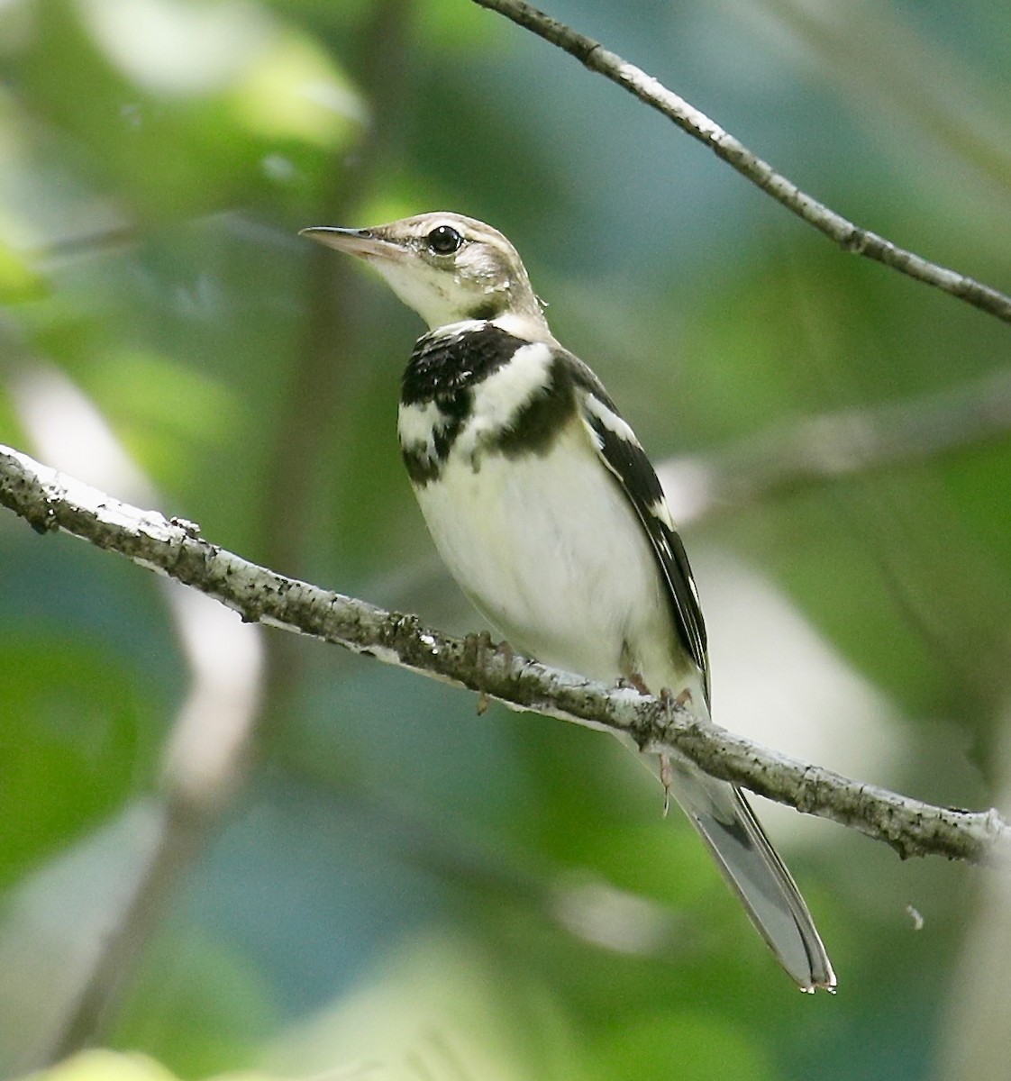 Forest Wagtail - ML609407790