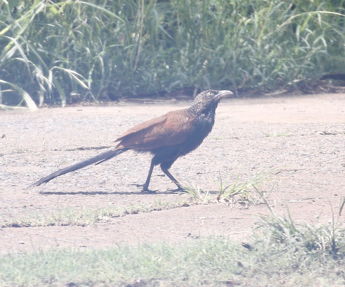 Greater Coucal - ML609407800