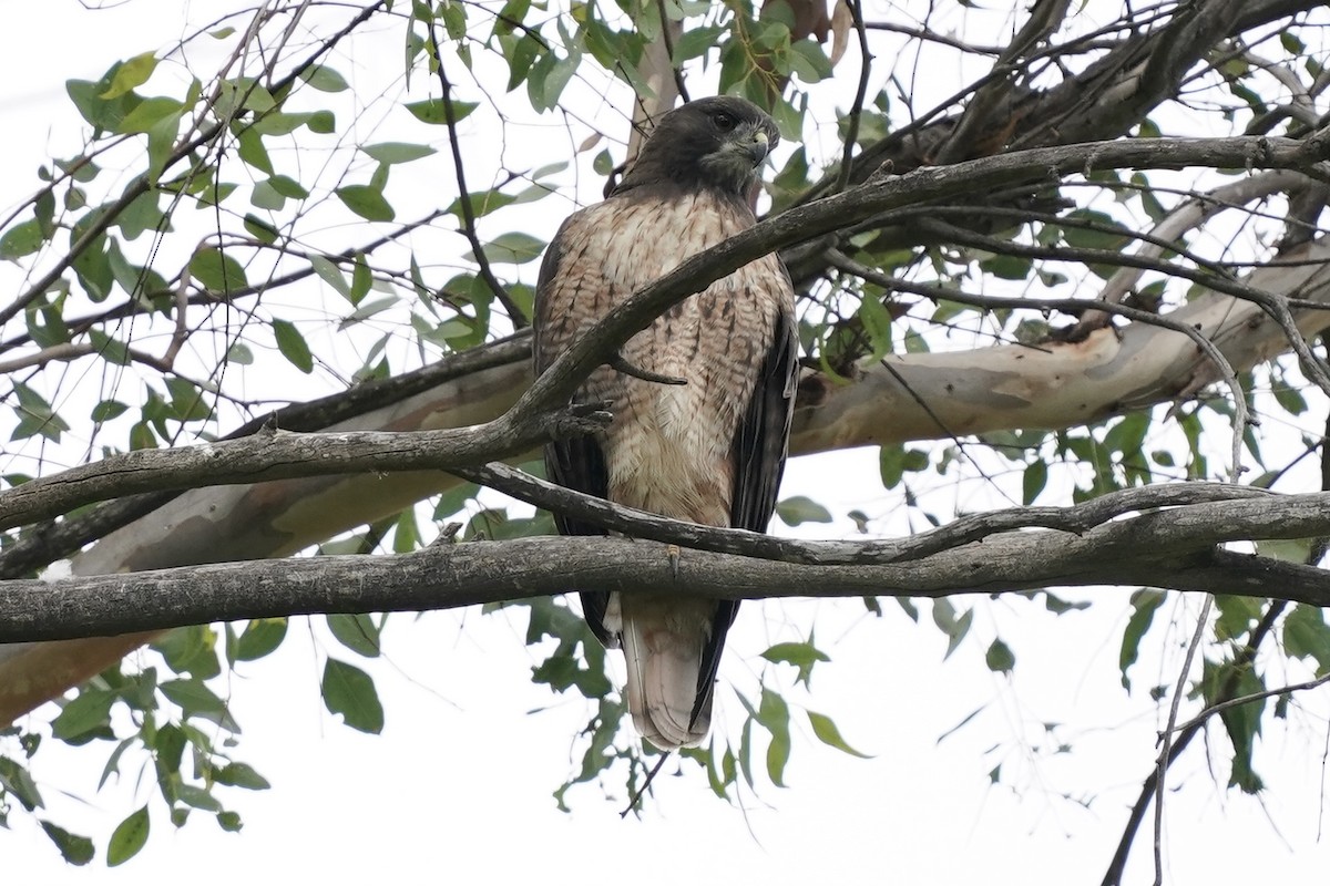 Red-tailed Hawk - ML609407992