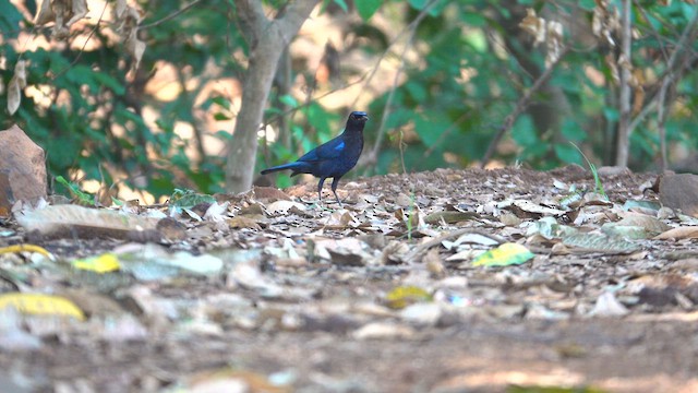 Малабарская синяя птица - ML609408268