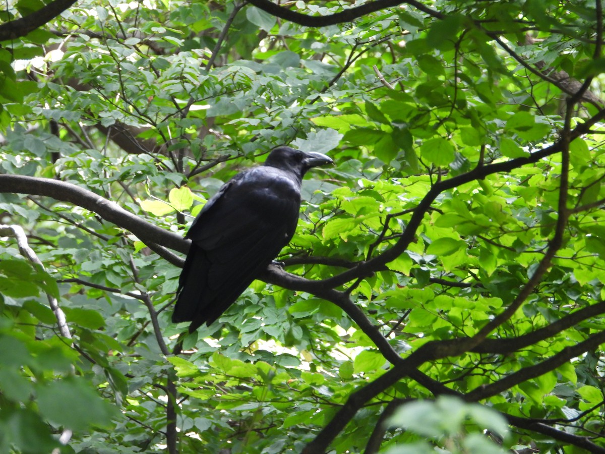 Large-billed Crow - ML609408965