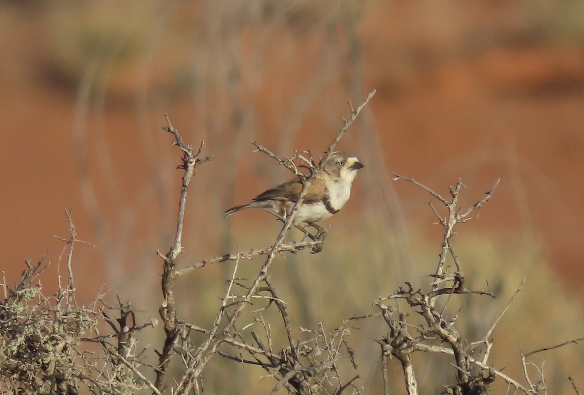 Banded Whiteface - ML609409614