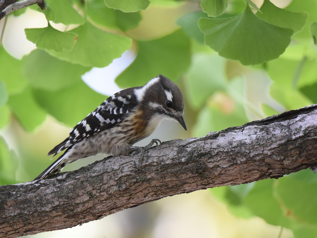 Japanese Pygmy Woodpecker - ML609410074