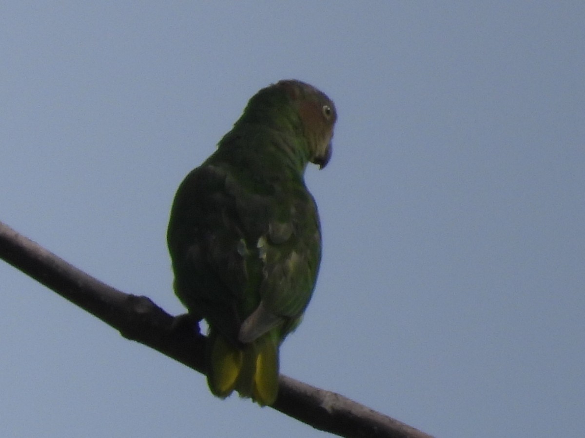Red-cheeked Parrot - ML609410116