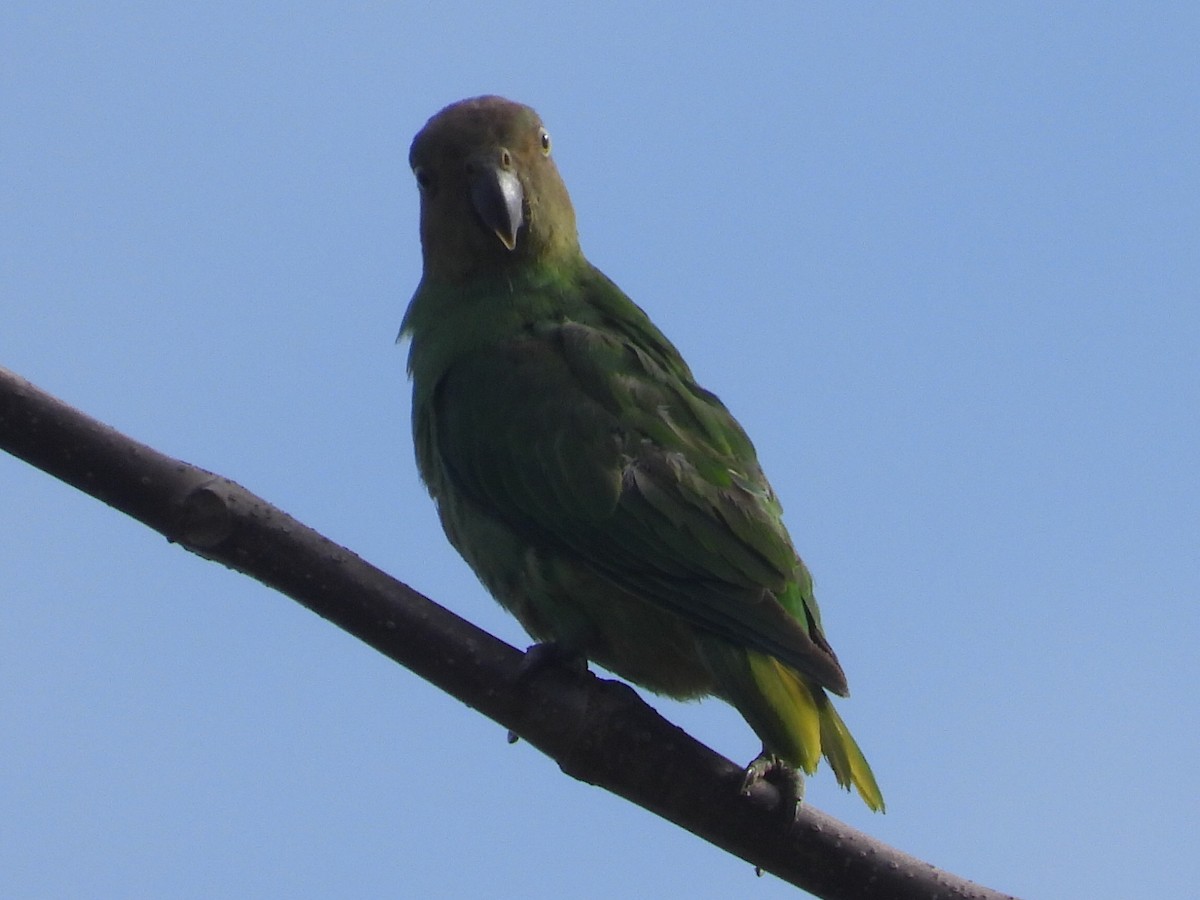 Red-cheeked Parrot - ML609410117