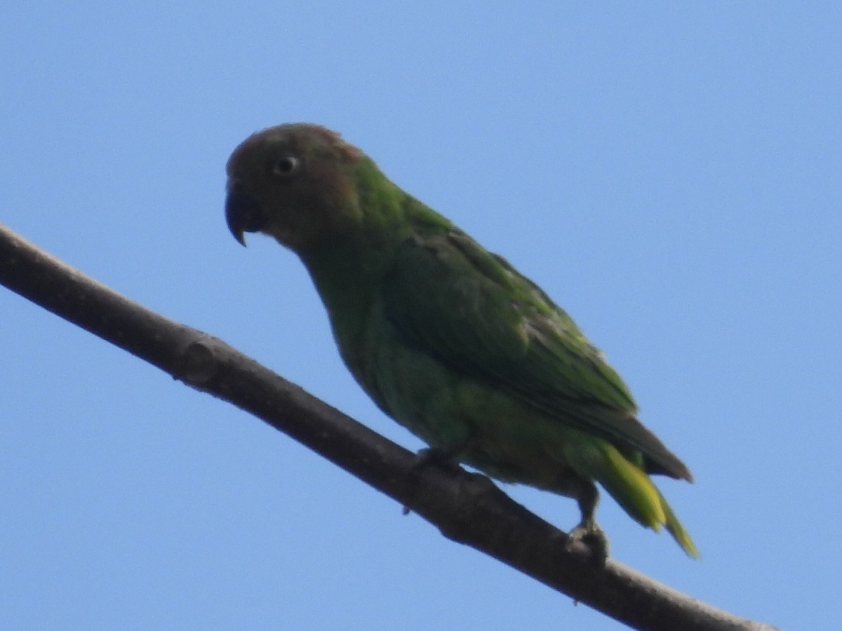 Red-cheeked Parrot - ML609410118
