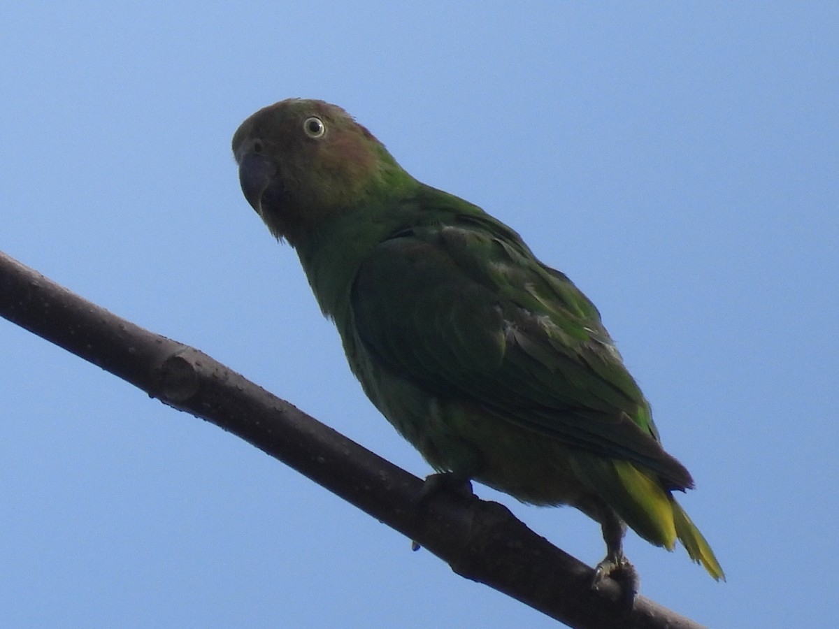 Red-cheeked Parrot - ML609410119
