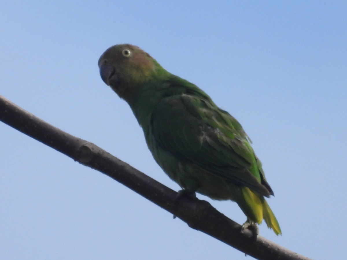 Red-cheeked Parrot - ML609410121