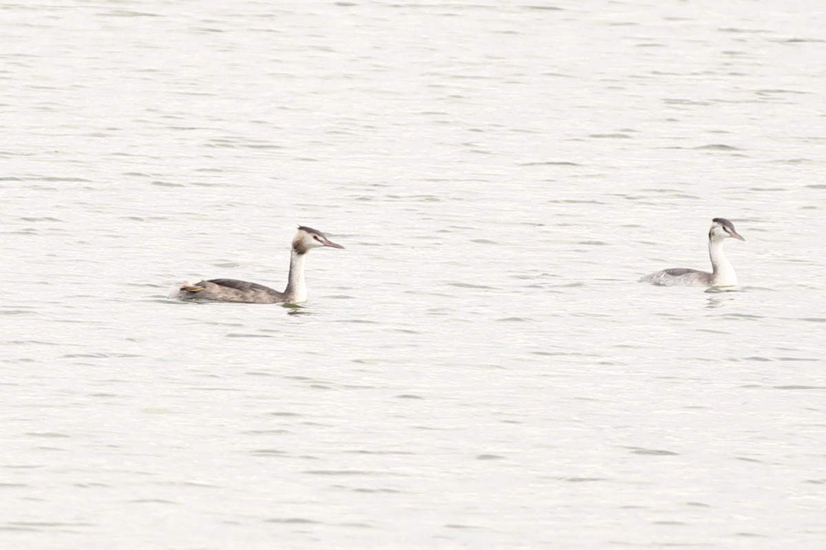 Great Crested Grebe - ML609410238