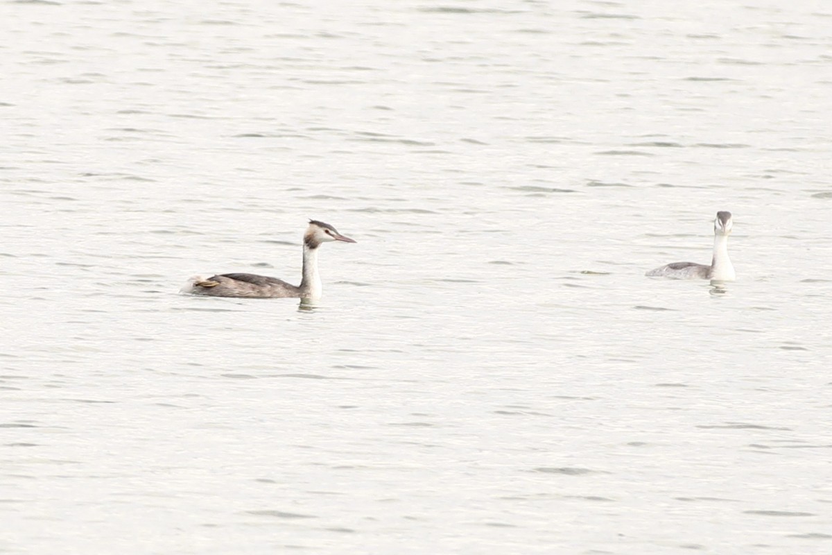 Great Crested Grebe - ML609410239