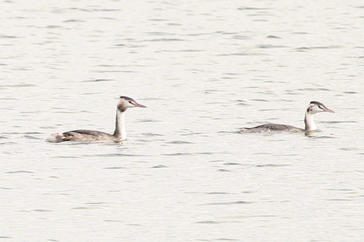 Great Crested Grebe - ML609410240