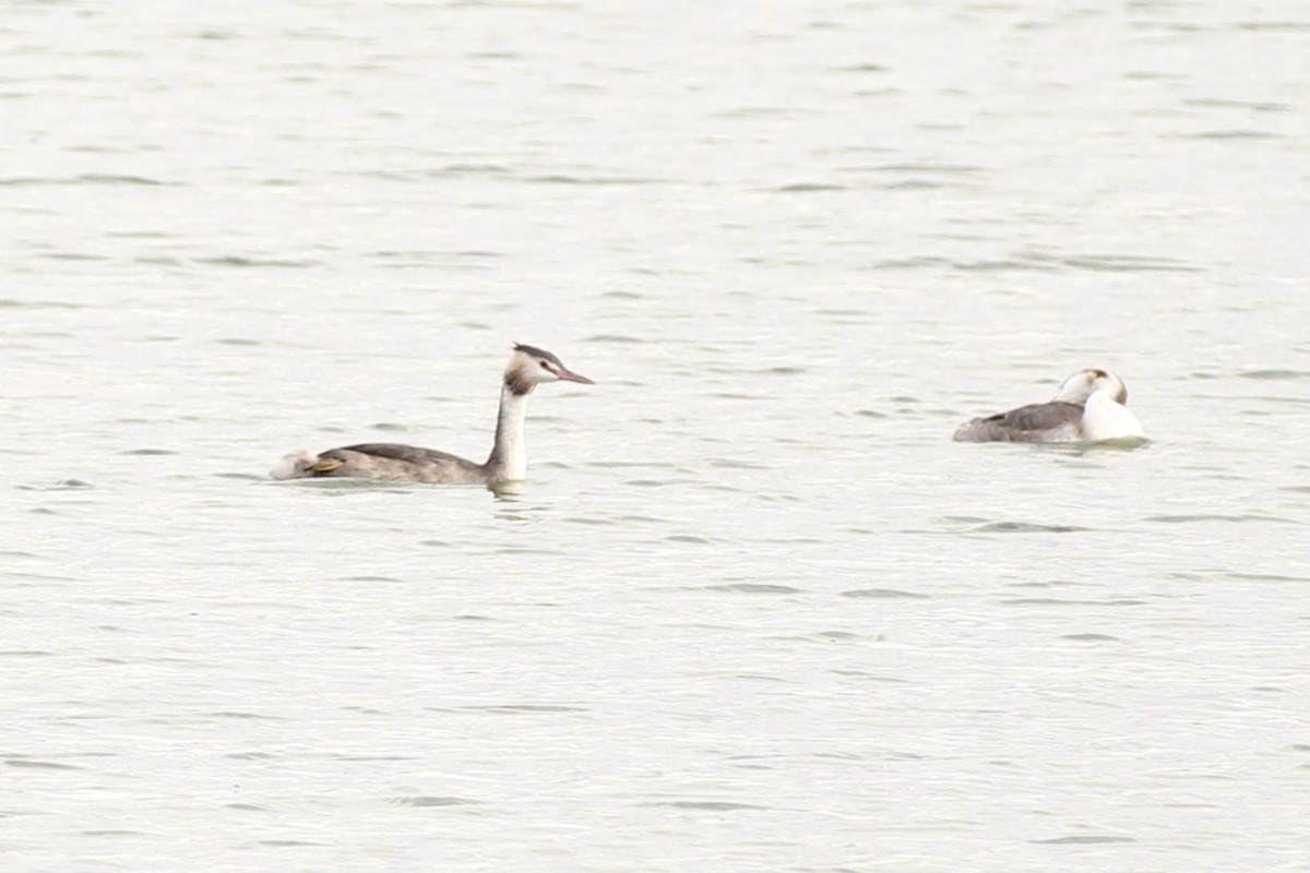 Great Crested Grebe - ML609410241