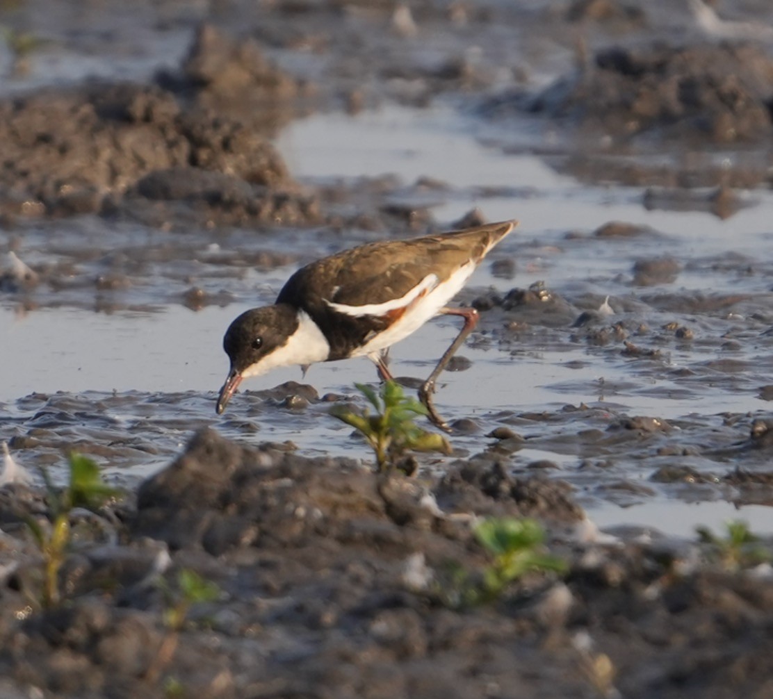 Red-kneed Dotterel - ML609410298