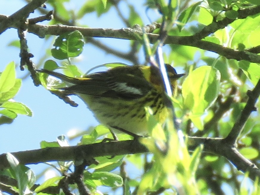 Cape May Warbler - ML609410321