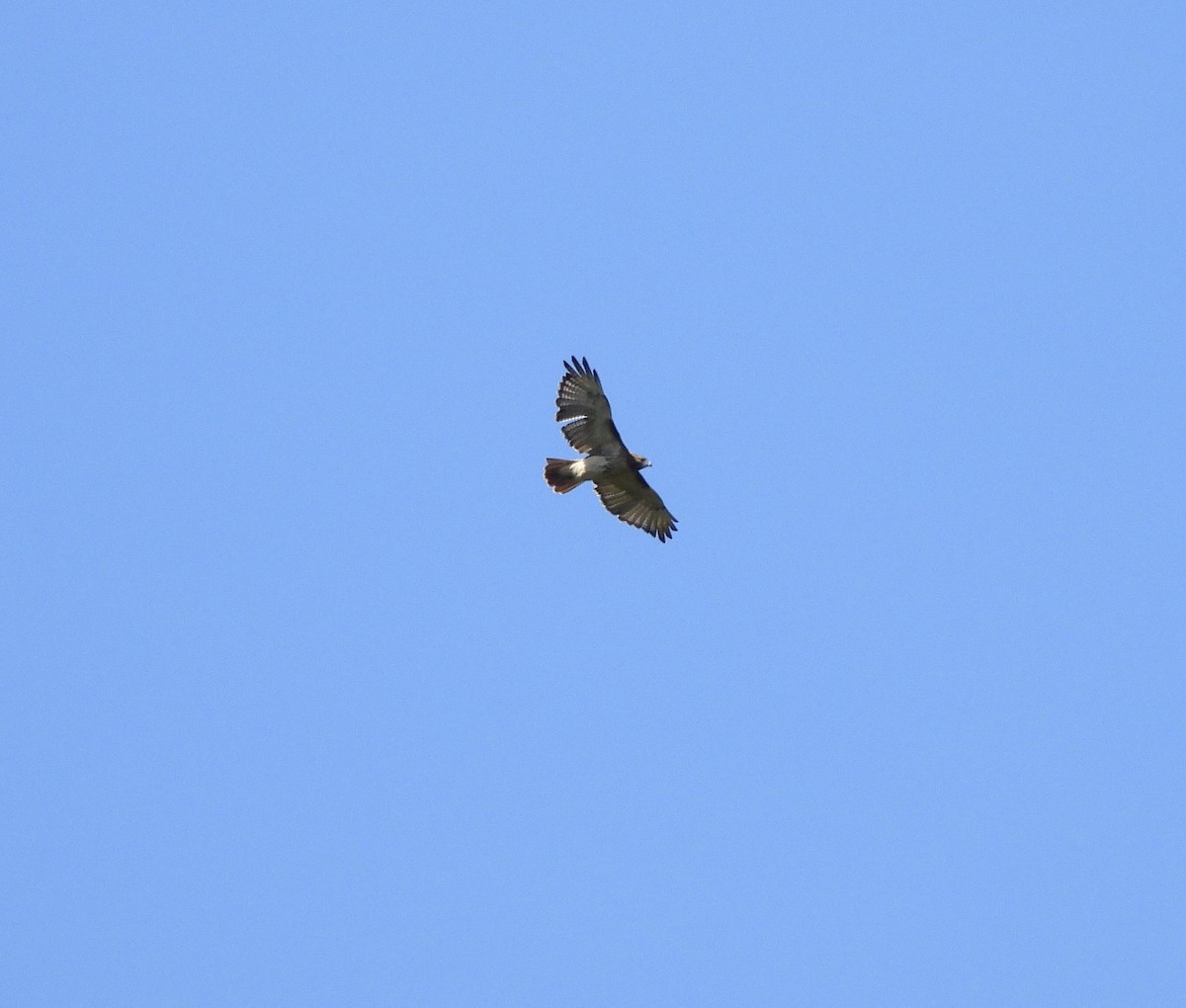Red-tailed Hawk - ML609410532