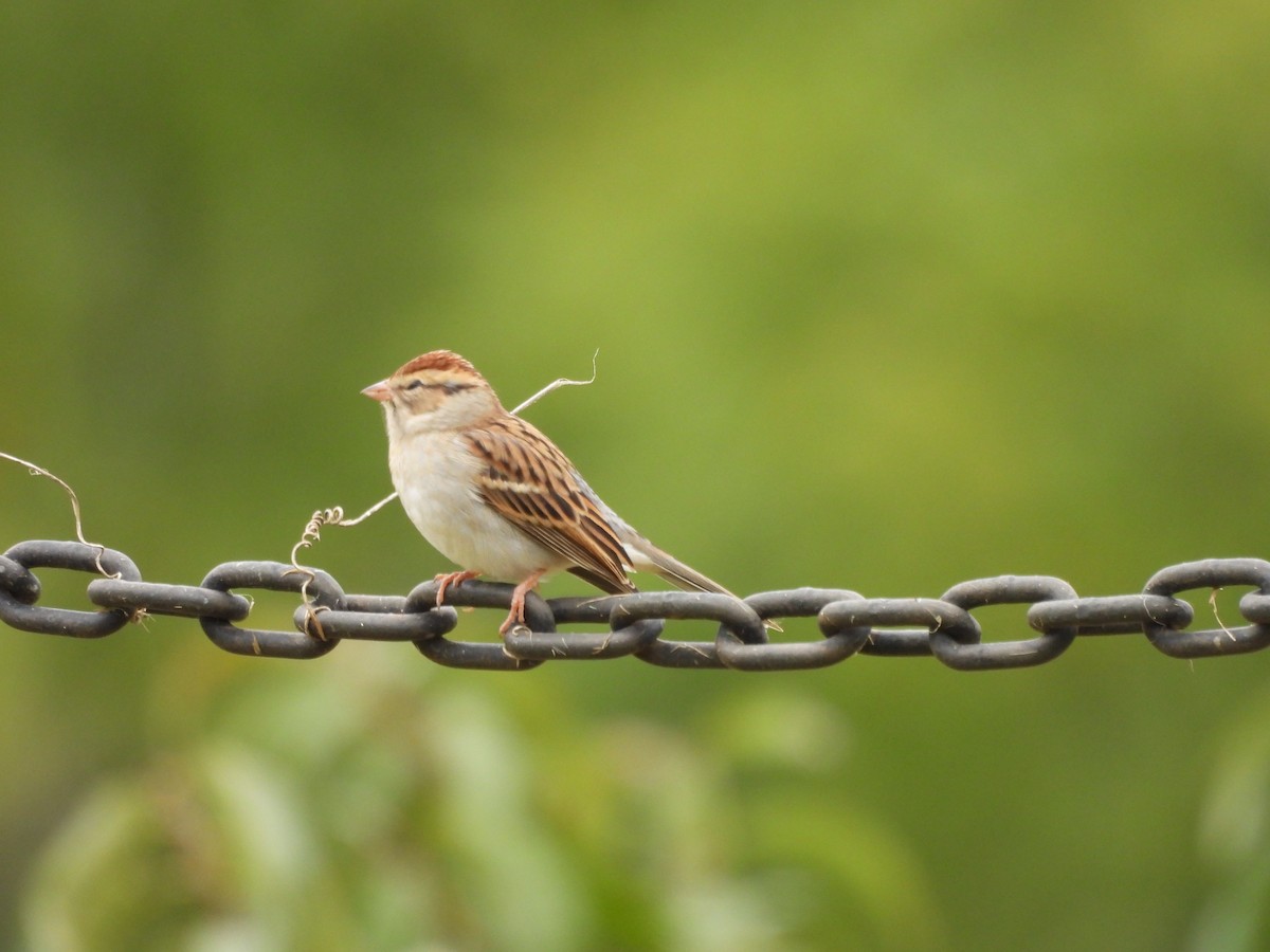 Chipping Sparrow - ML609410610
