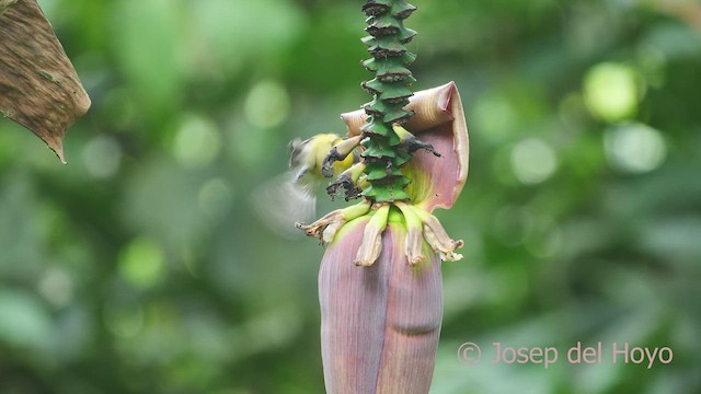 "Банановая кареба, сахарная цветочница [группа luteola]" - ML609410784