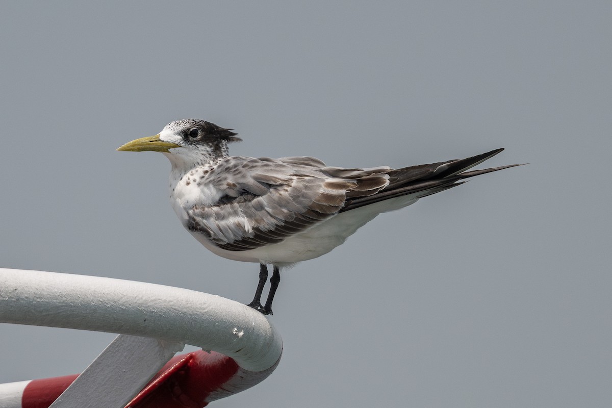 Great Crested Tern - ML609410936