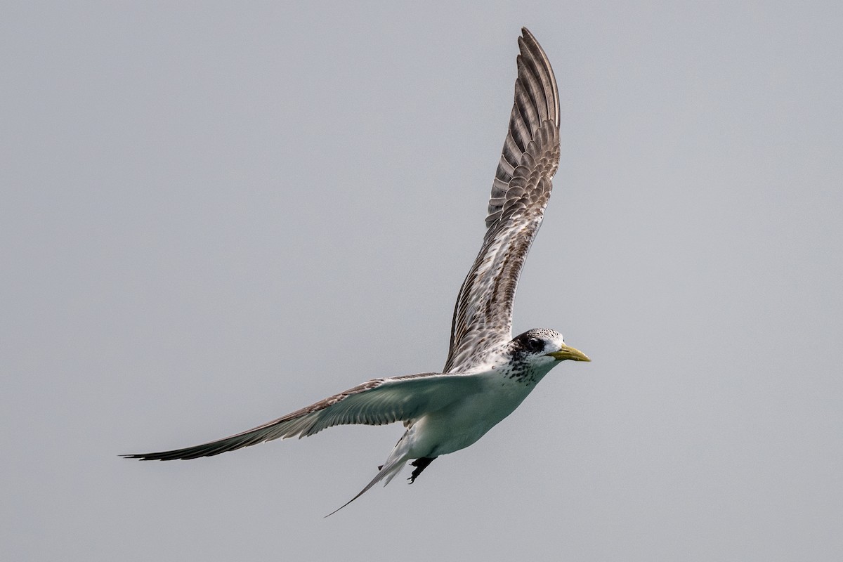 Great Crested Tern - ML609410938