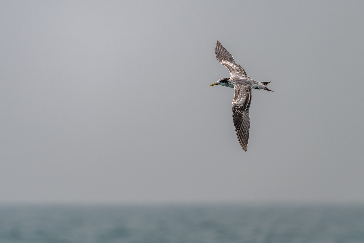 Great Crested Tern - ML609410941