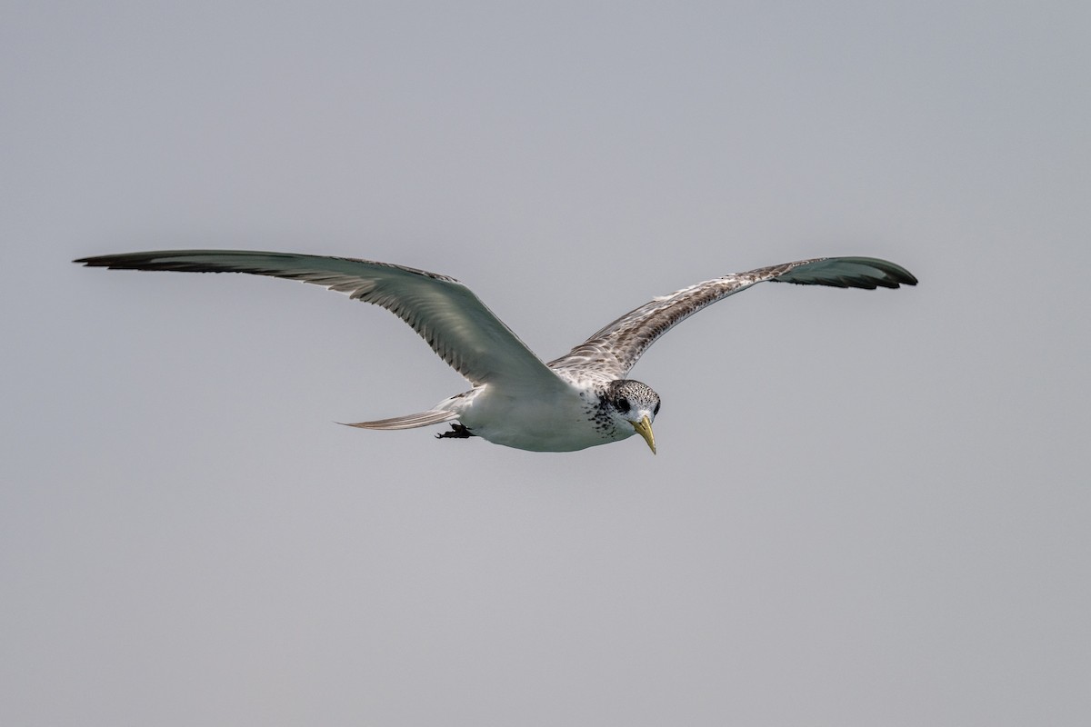 Great Crested Tern - ML609410943