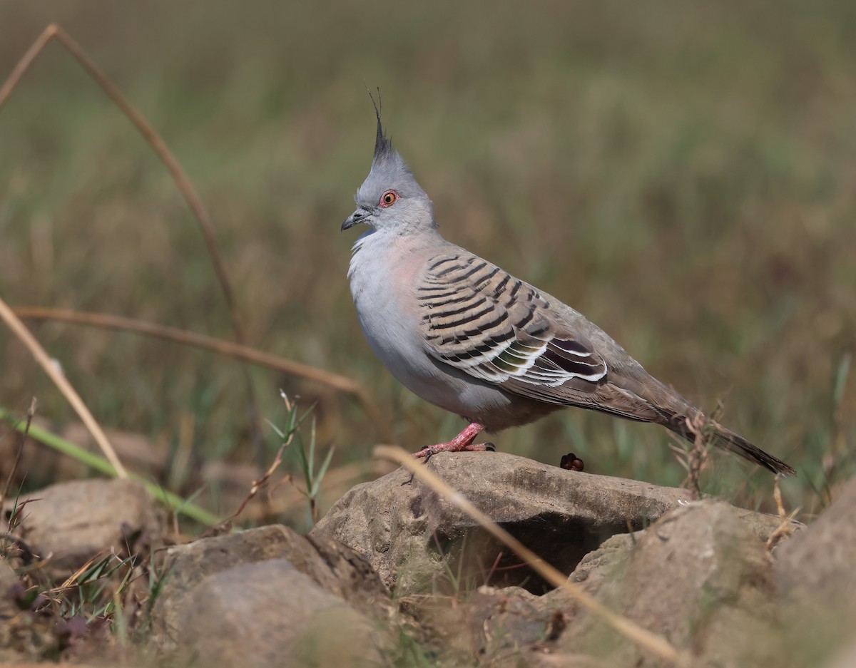 Crested Pigeon - ML609411702