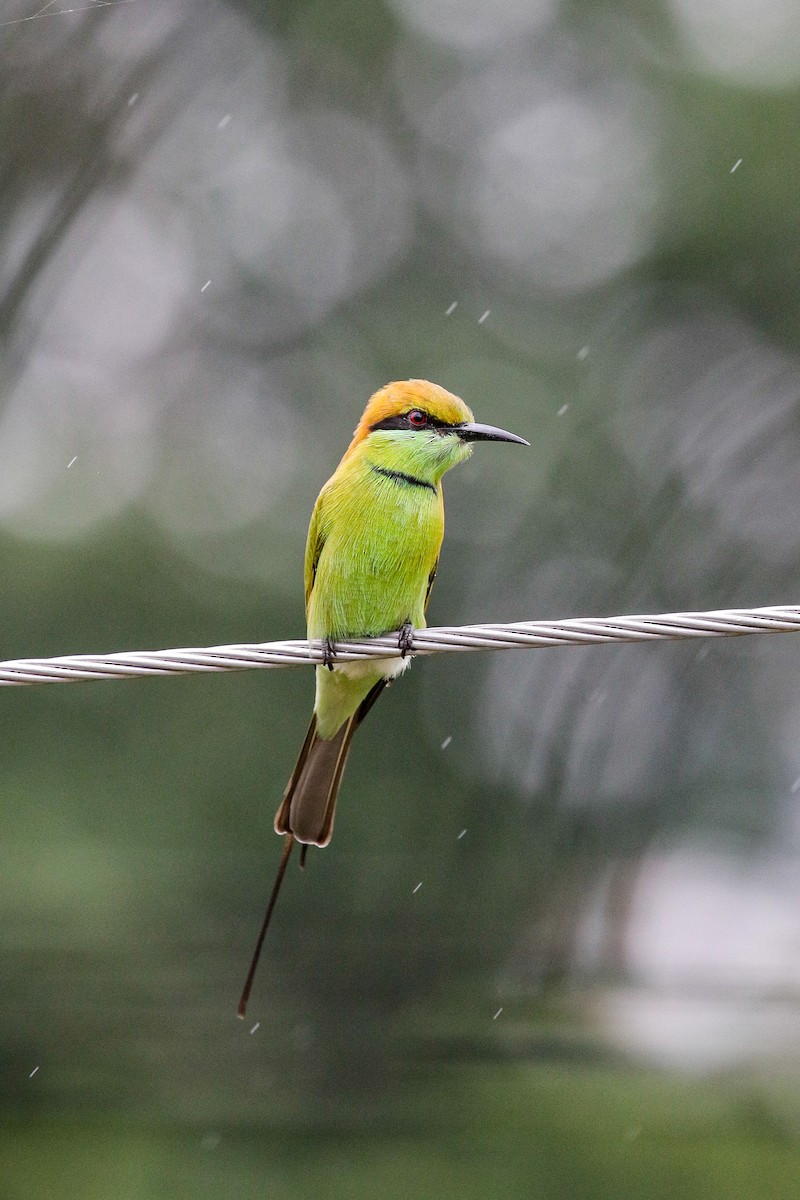 Asian Green Bee-eater - ML609411918