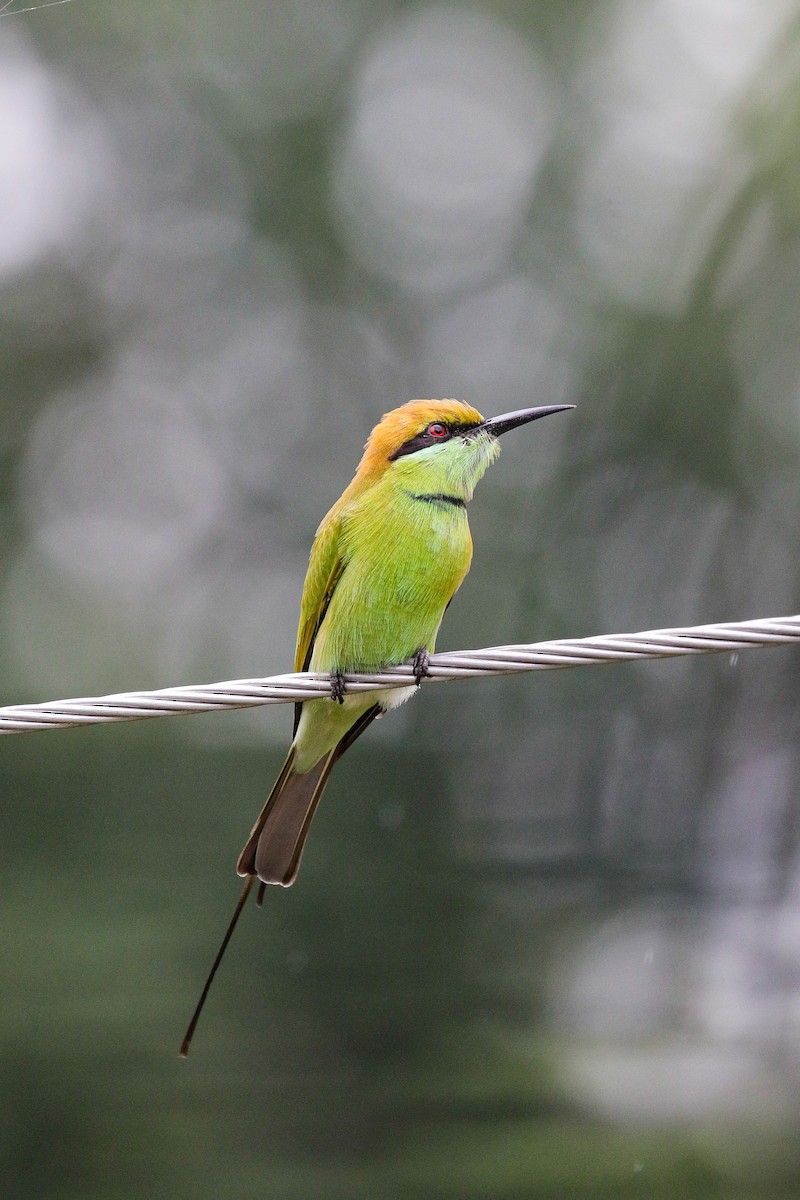 Asian Green Bee-eater - ML609411919