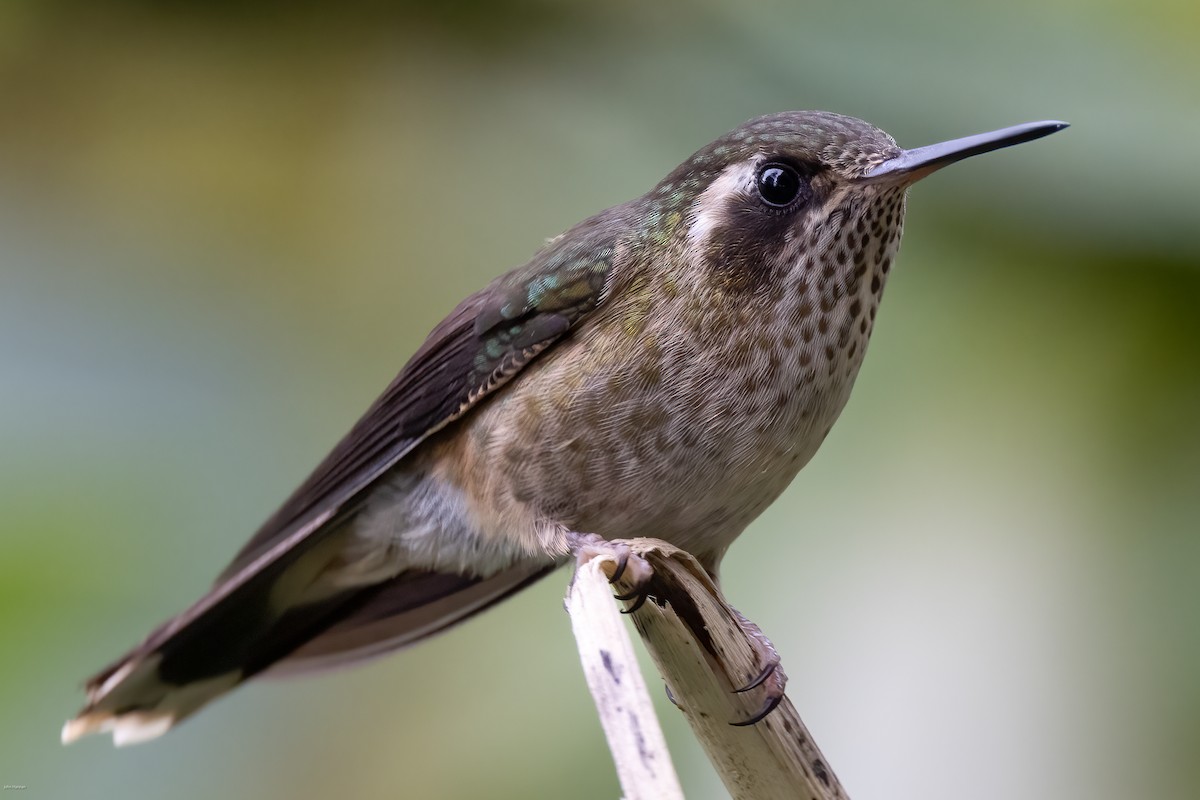 Speckled Hummingbird - ML609411973