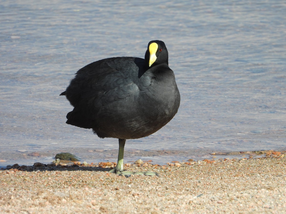 White-winged Coot - ML609412299